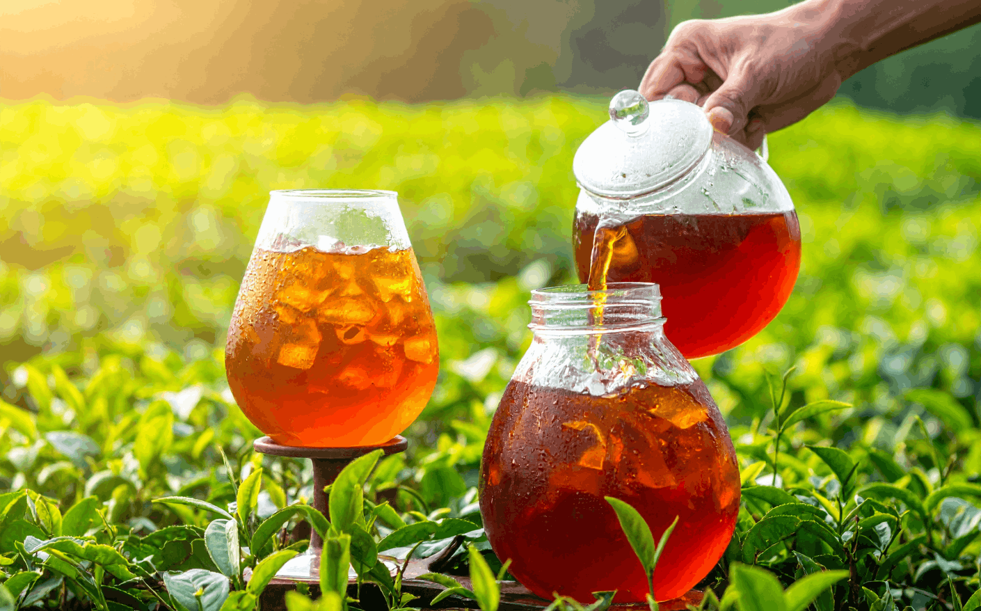 Teh Hijau Premium Bandung – Chan Tea Bandung